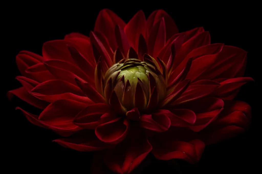 Crimson Bloom