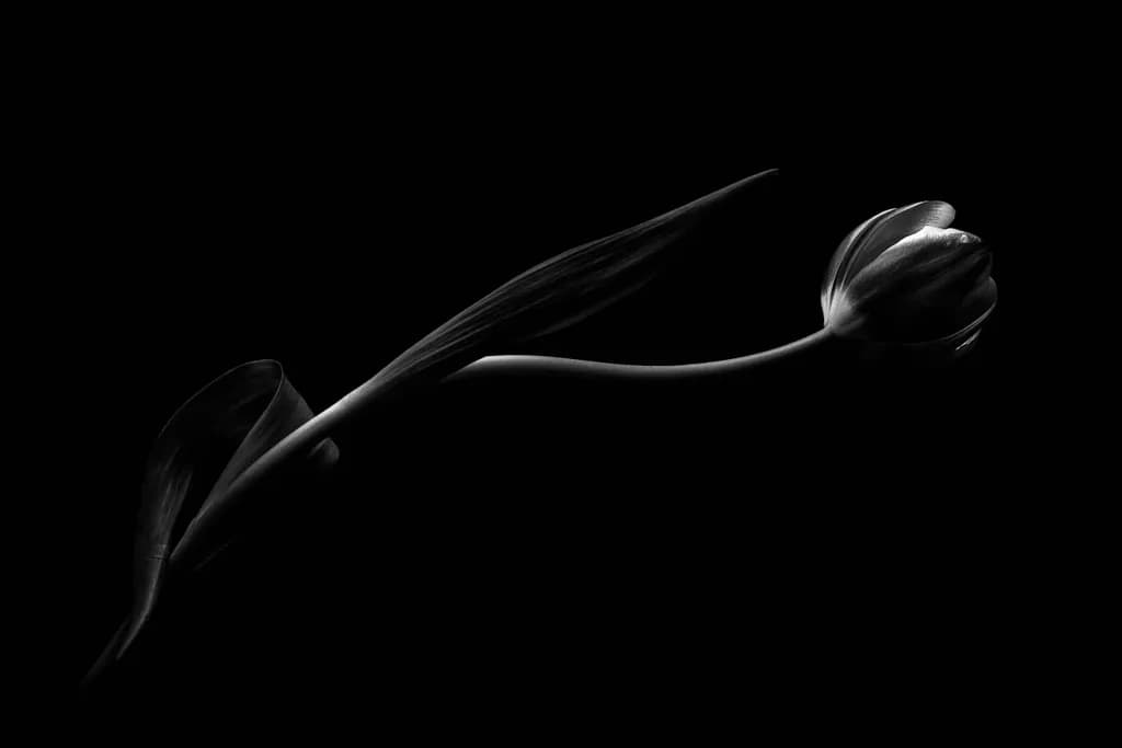Fading Tulip
