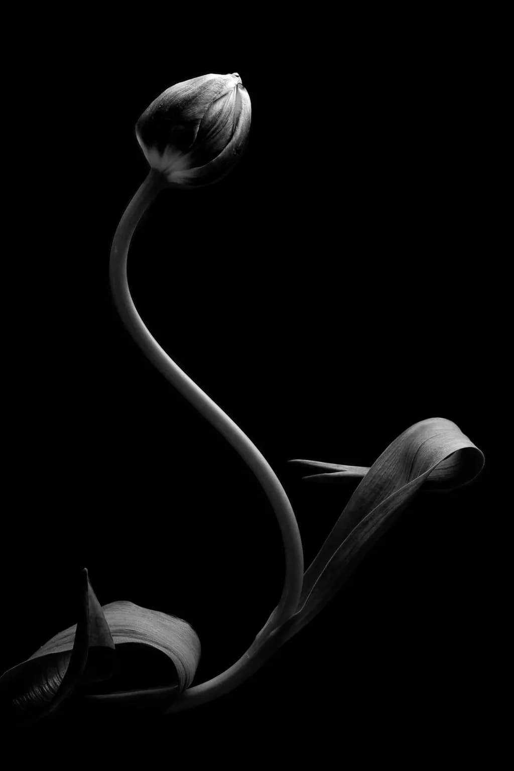 Curved Tulip Shadow