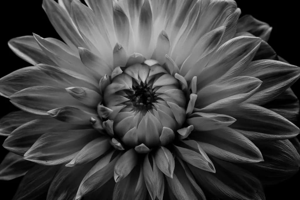 Monochrome Bloom