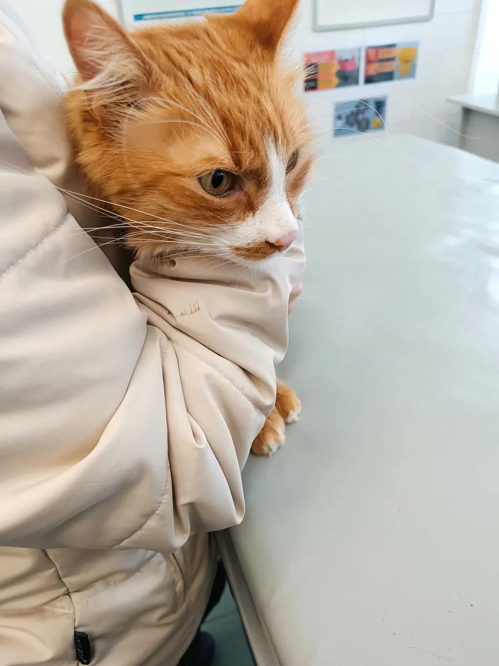Pensive Ginger Cat