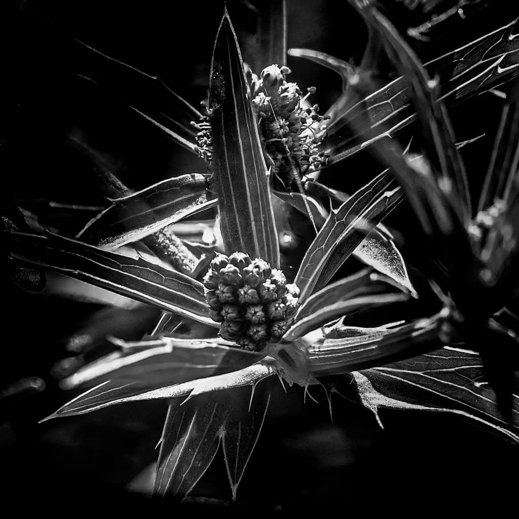 The Sentinels of the Garden