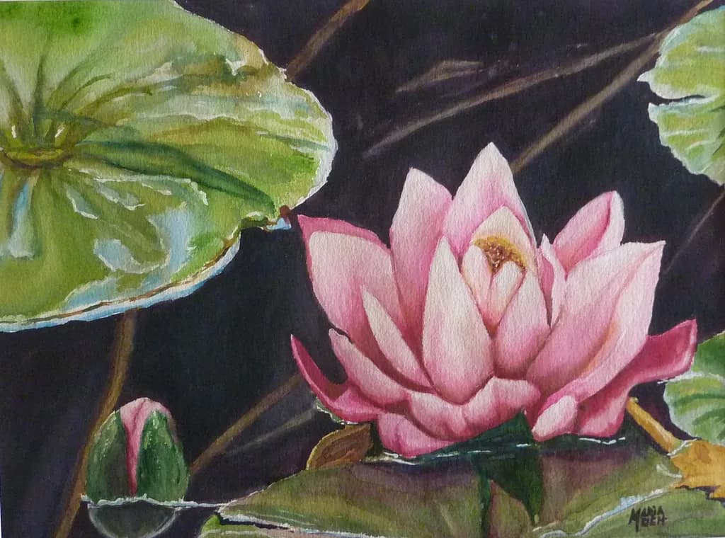 Waterlily Bloom