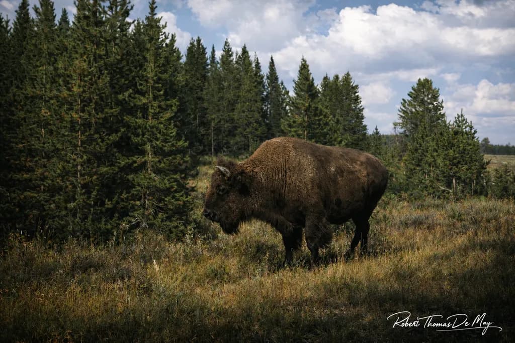 Lone Bison