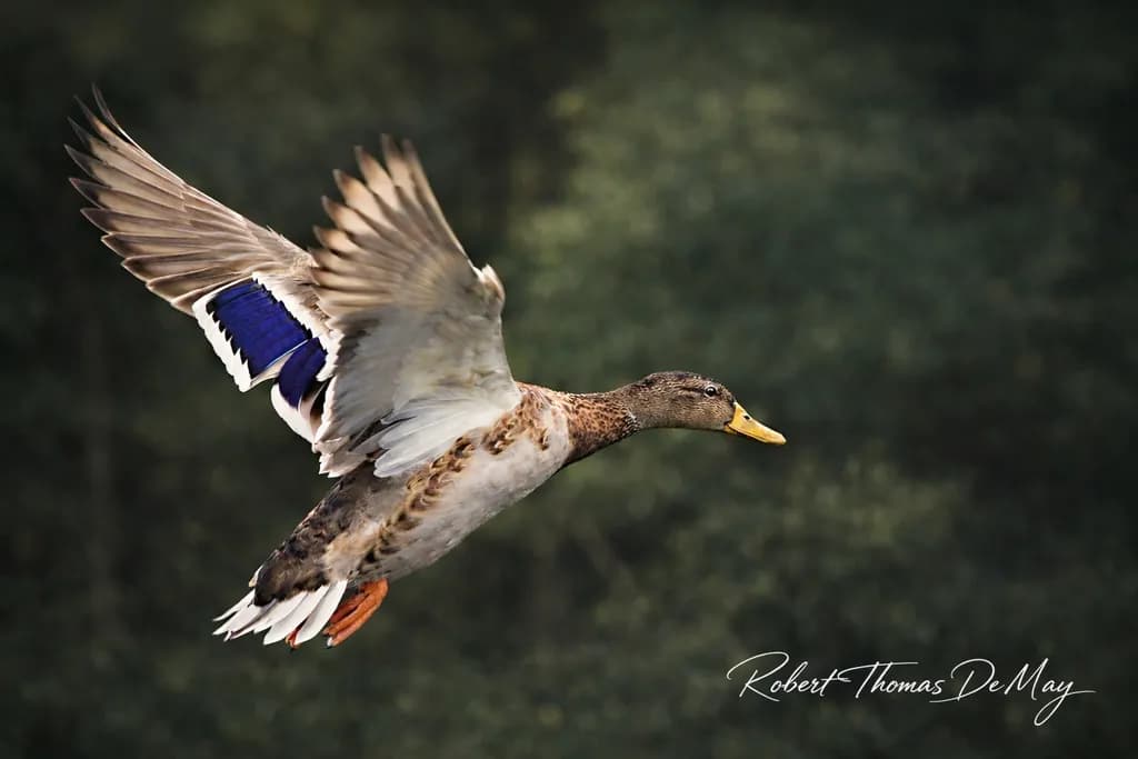 Blue Wing Glide