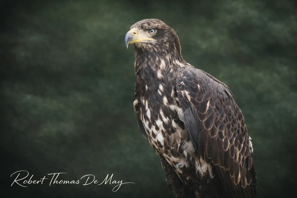 Juvenile Majesty