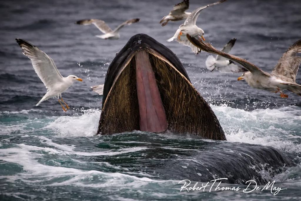 Feeding Frenzy