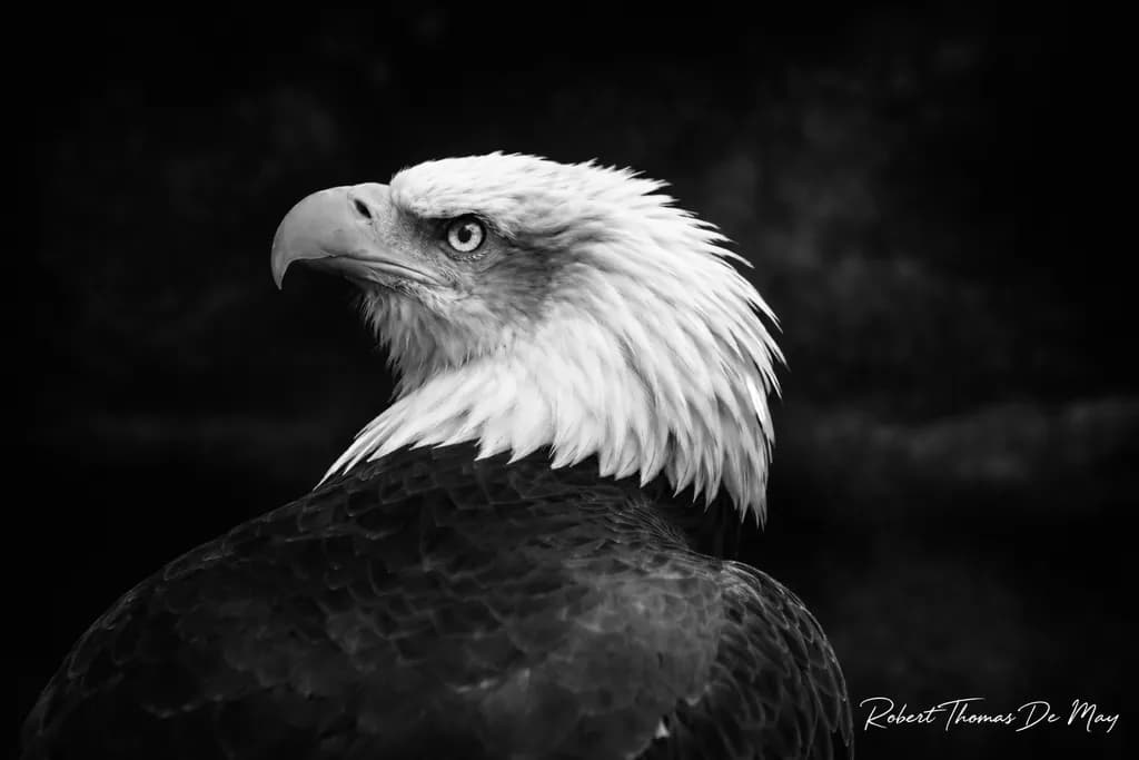 Resolute Gaze