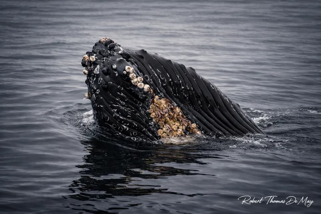 Barnacle Kiss