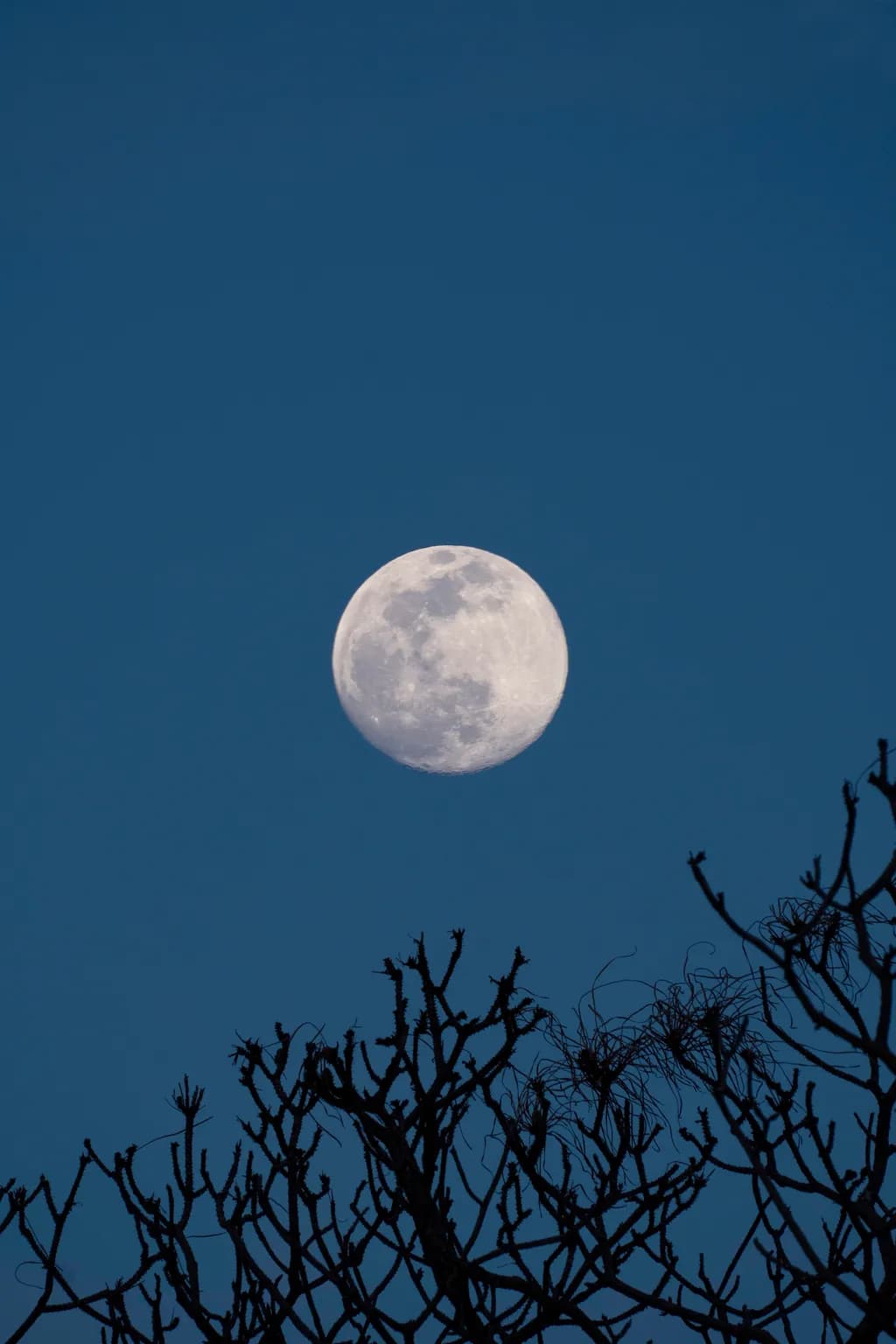 Moonlit Silhouette
