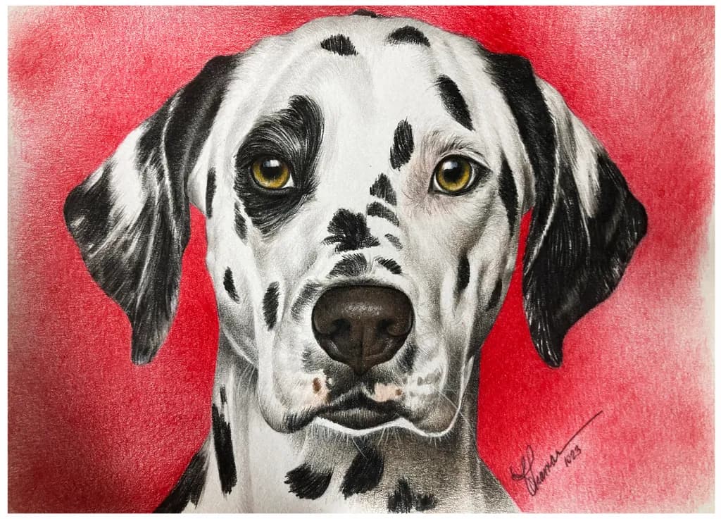 Dalmatian Gaze