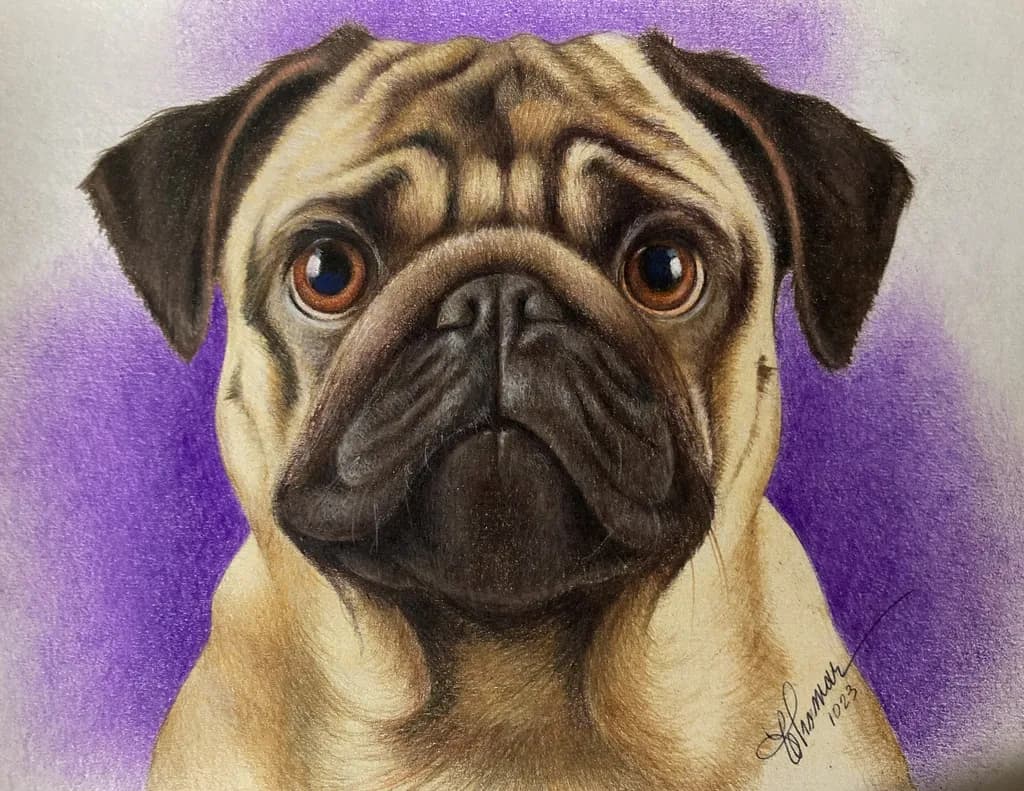 Pug Portrait
