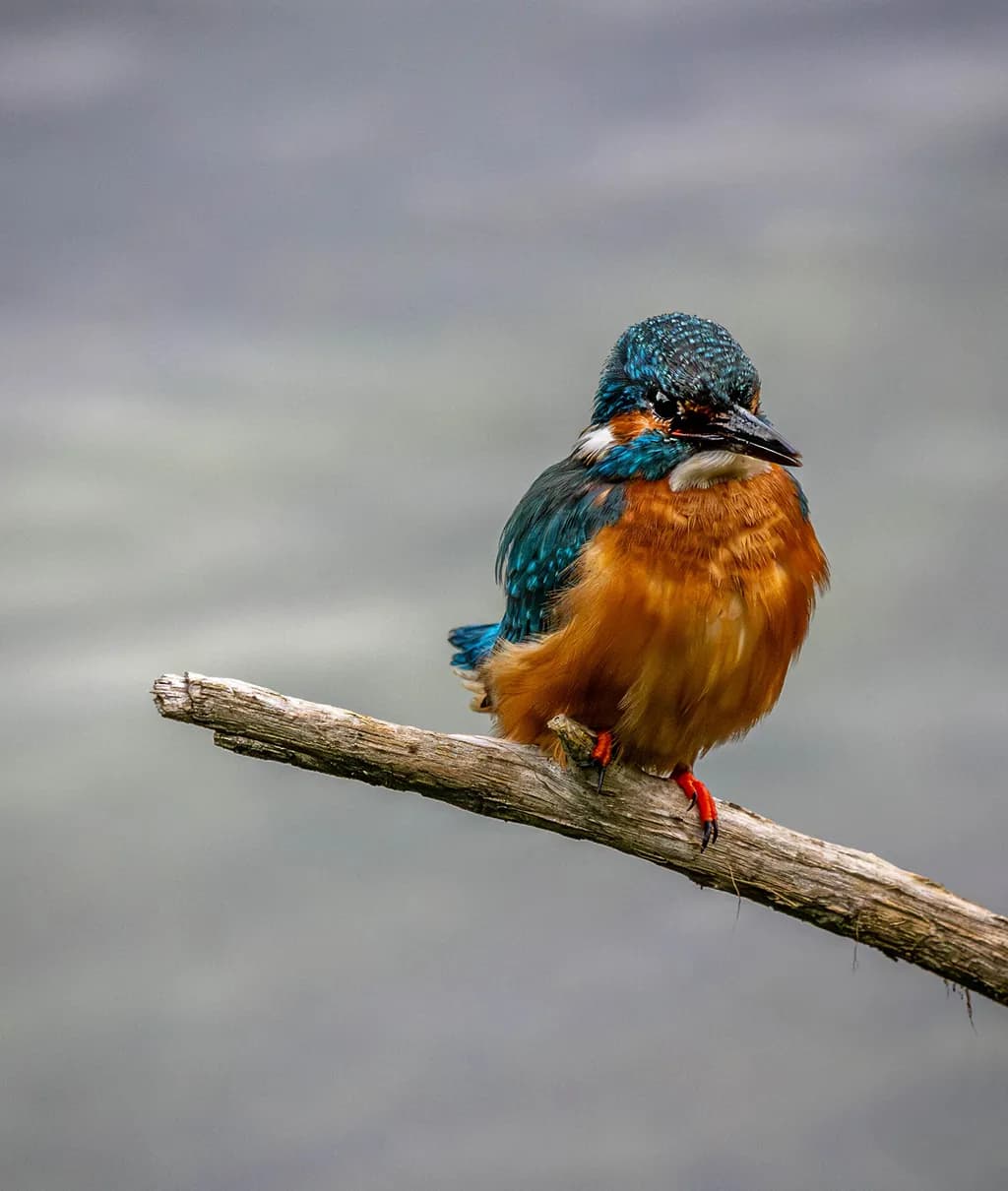 Kingfisher Poise