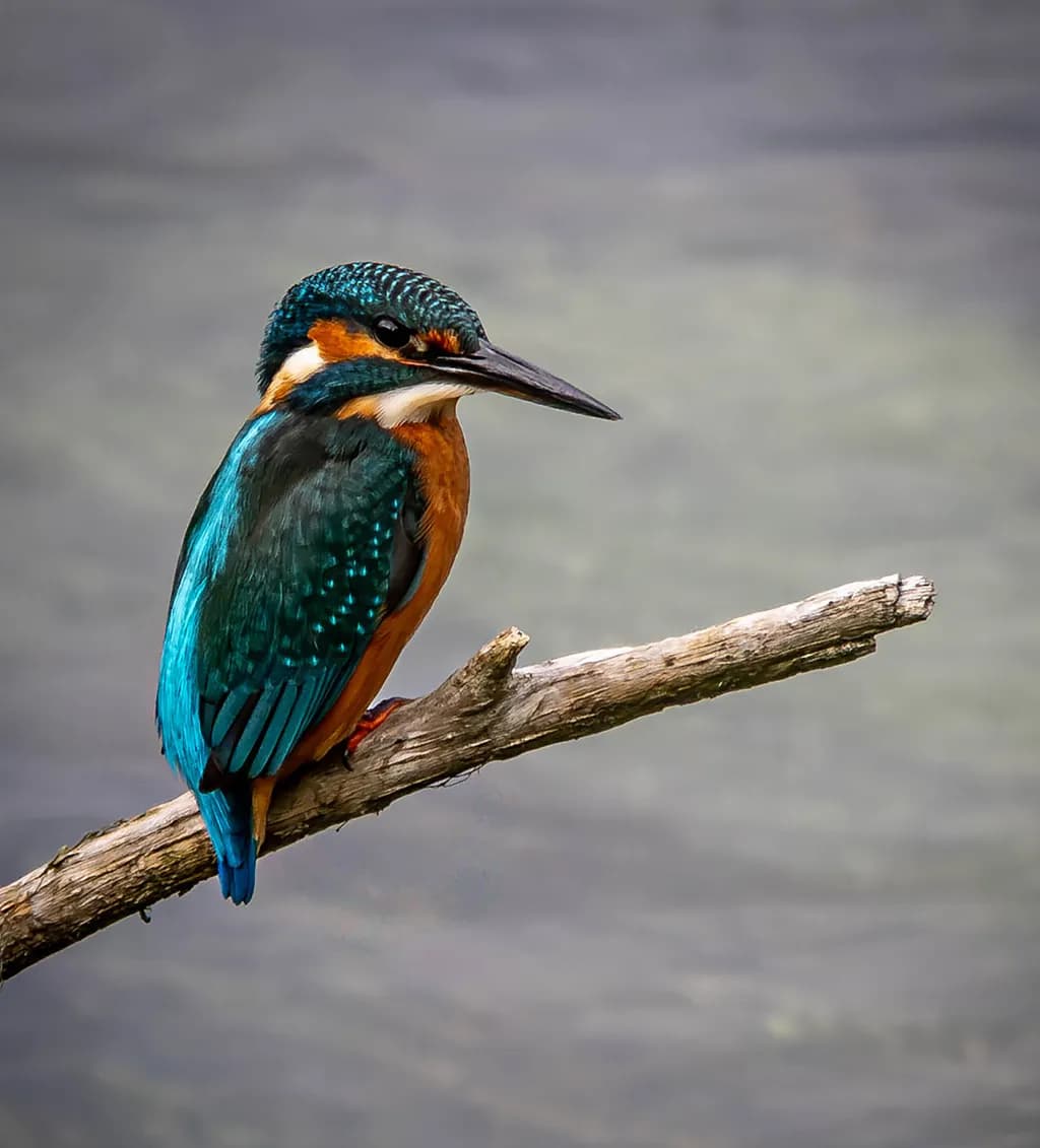 Huntinge Kingfisher