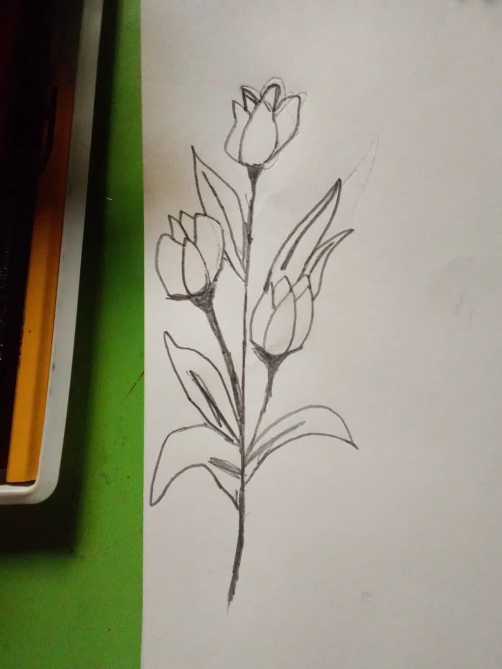 Tulip Outline
