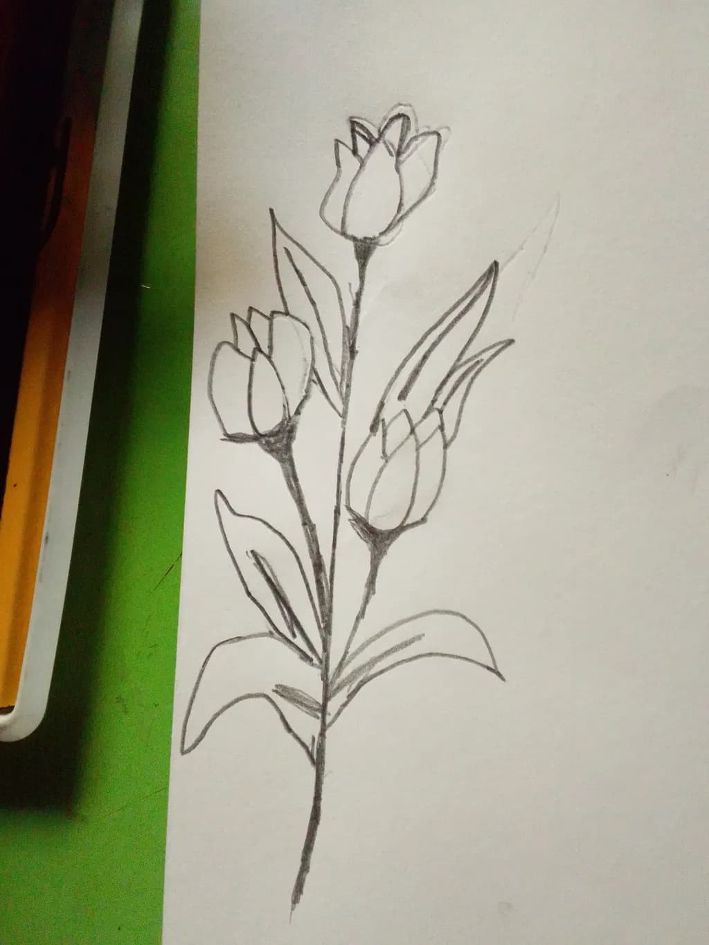 Tulip Trio Sketch