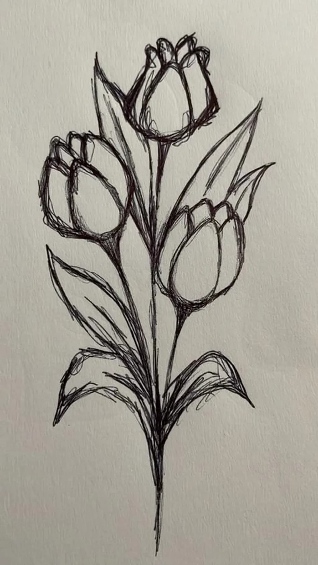 Tulip Trio Sketch