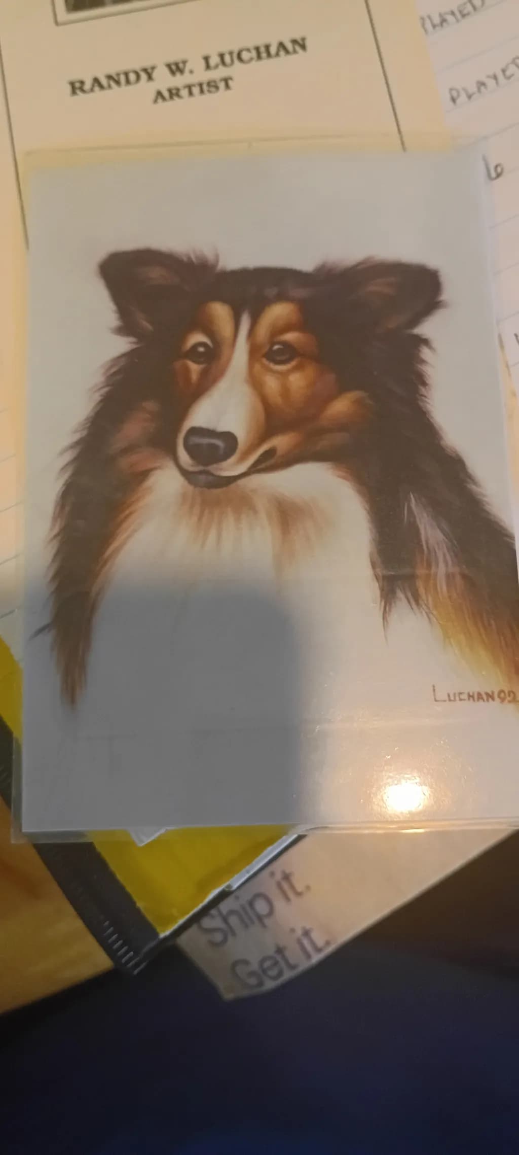 Sheltie Gaze