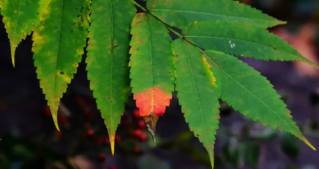 Autumn Leaf Closeup