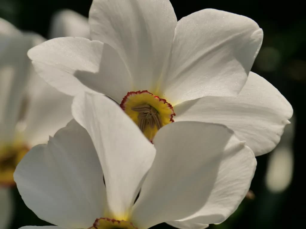 White Flower Close-Up