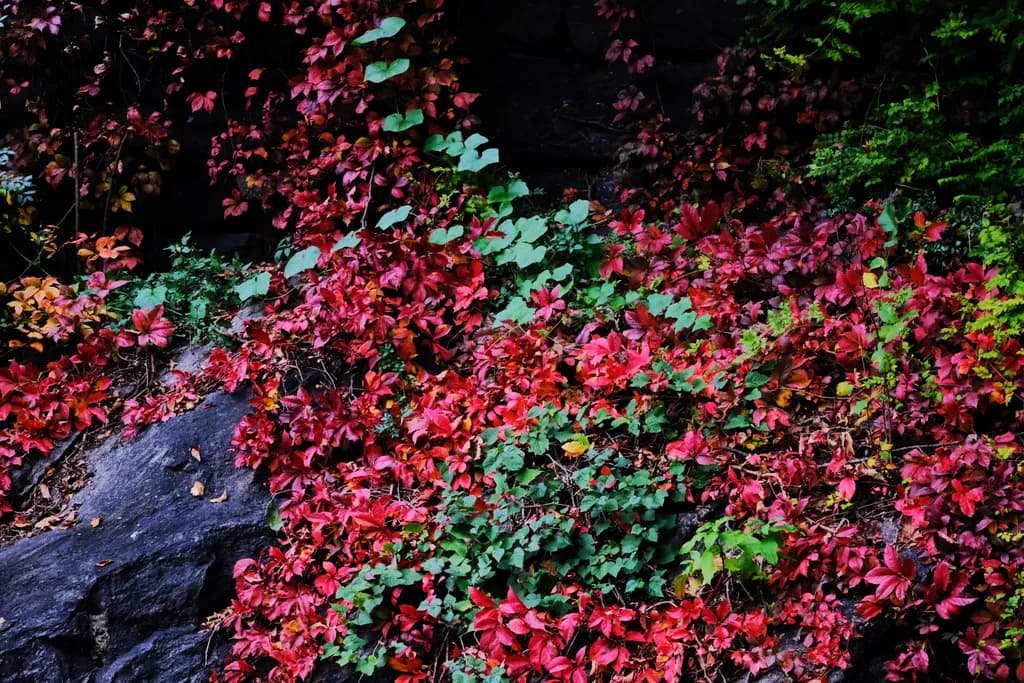 Rocky Vines