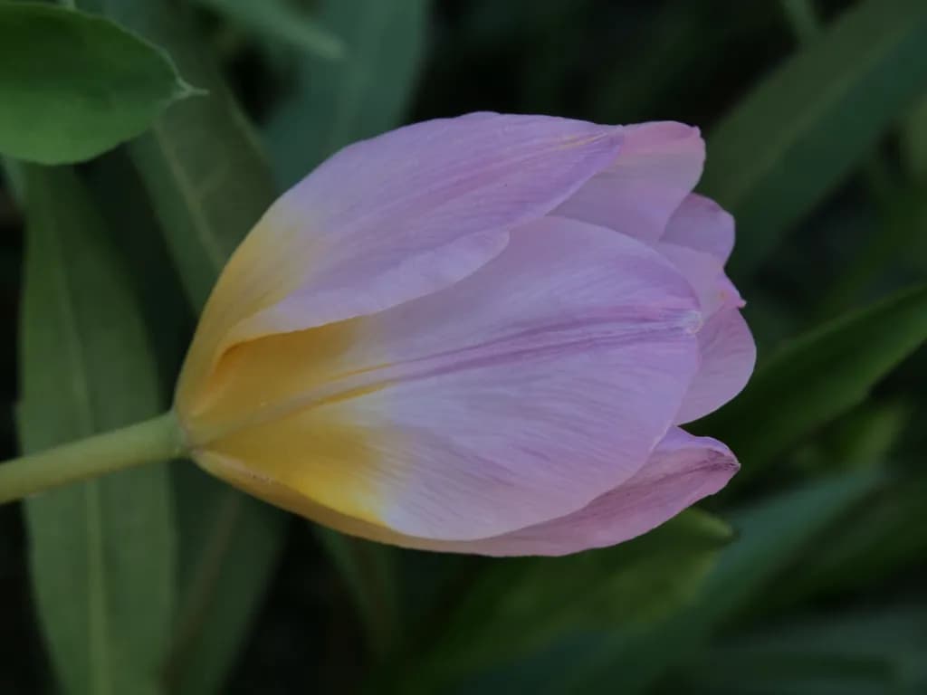 Lavender Tulip Glow