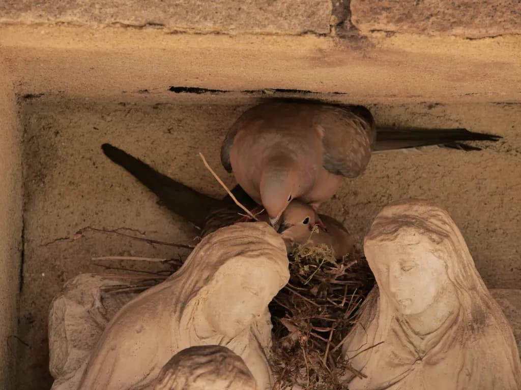 Birds Nest in Sculpture Niche