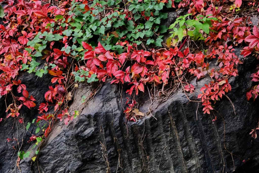 Red Ivy on Rock