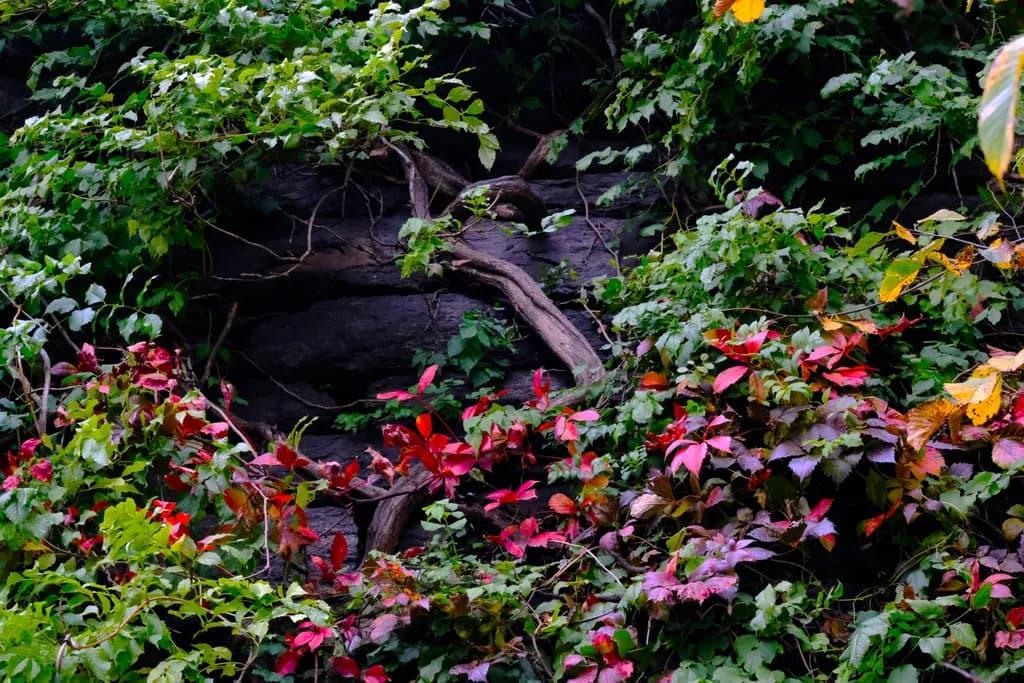 Forest Vines and Color