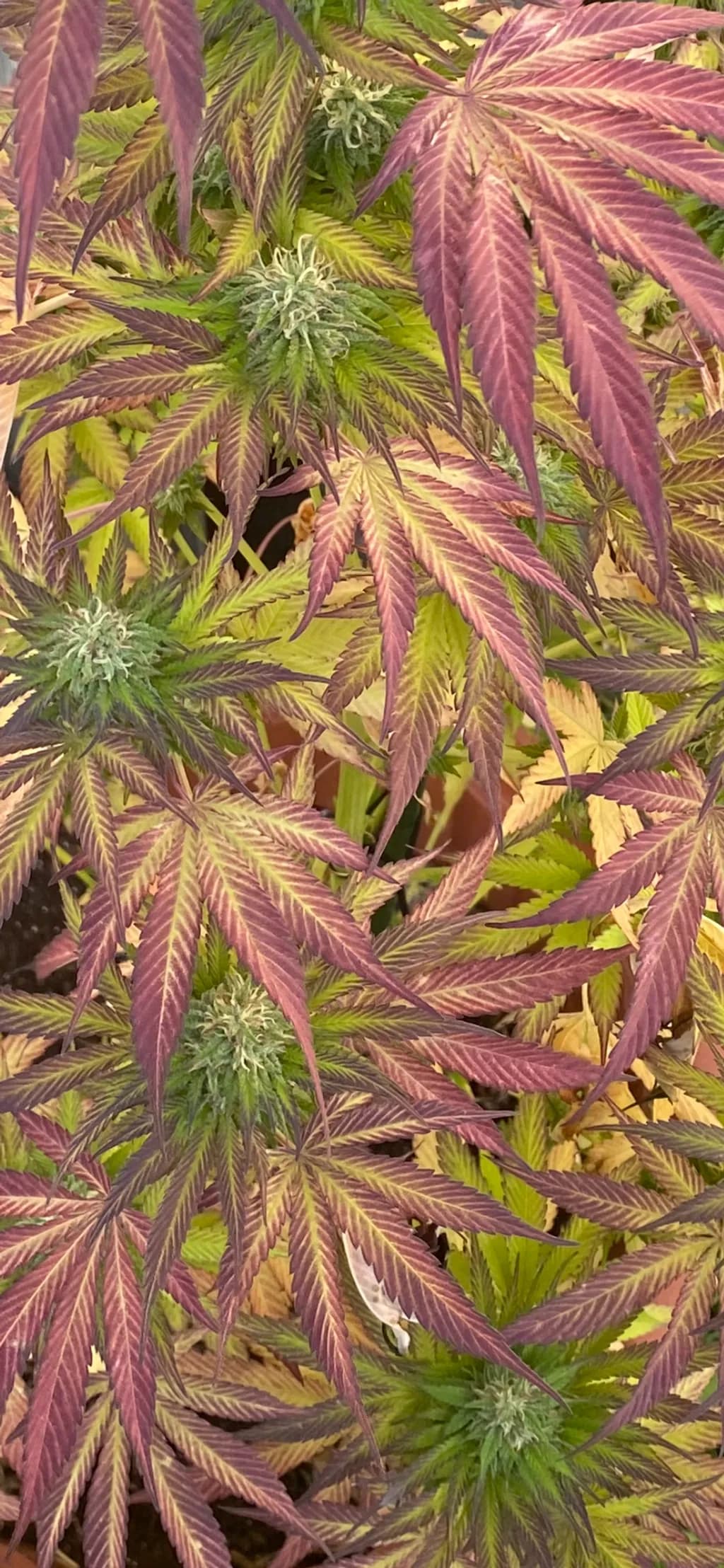 Autumn Cannabis Leaves