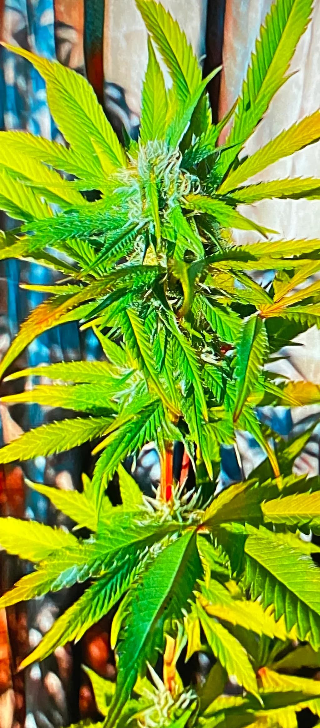 Thorned Greenery