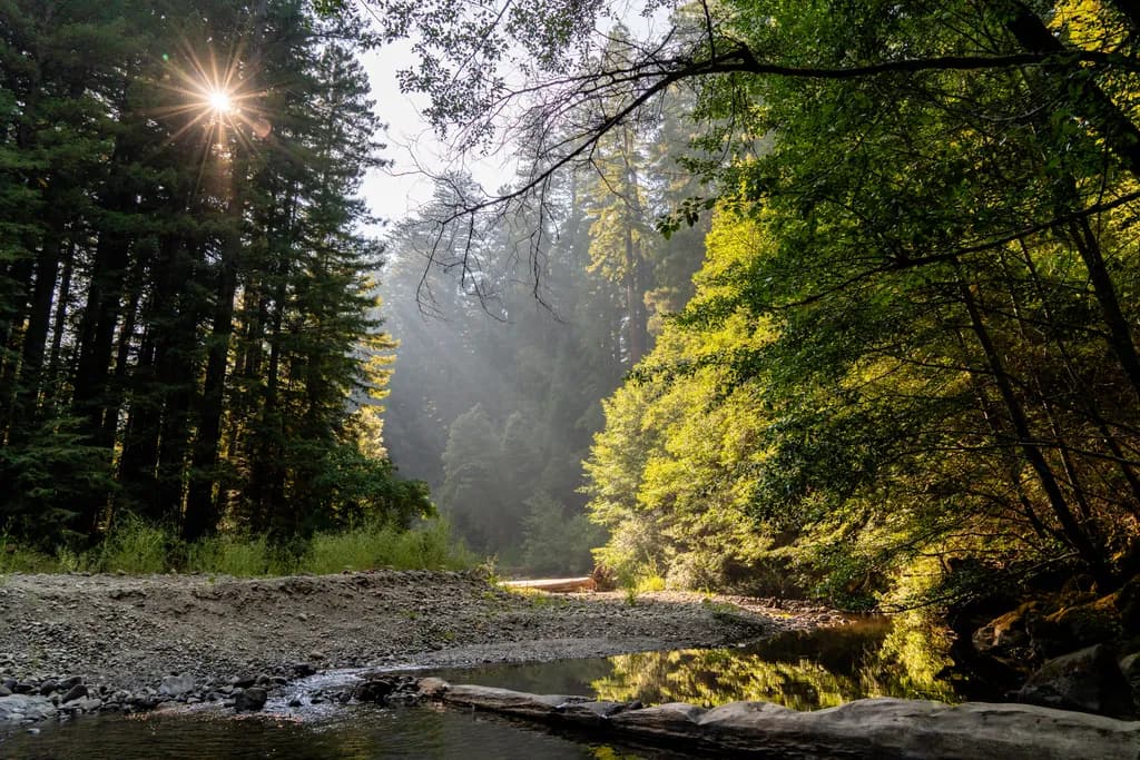 Sunlit Forest Edge