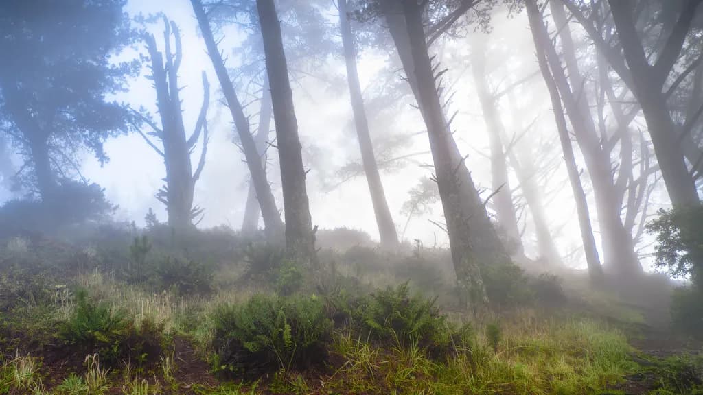 Trees in Mist
