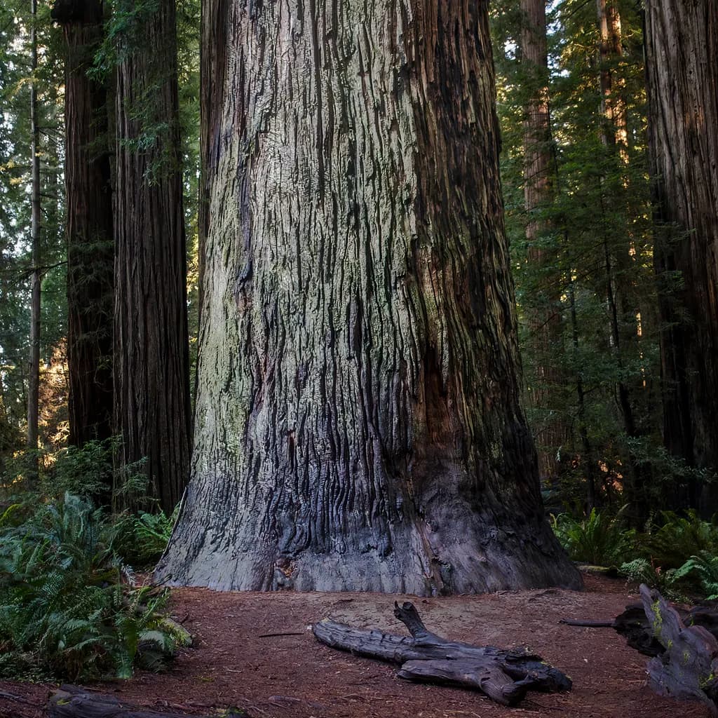 Giant Redwood Trunk