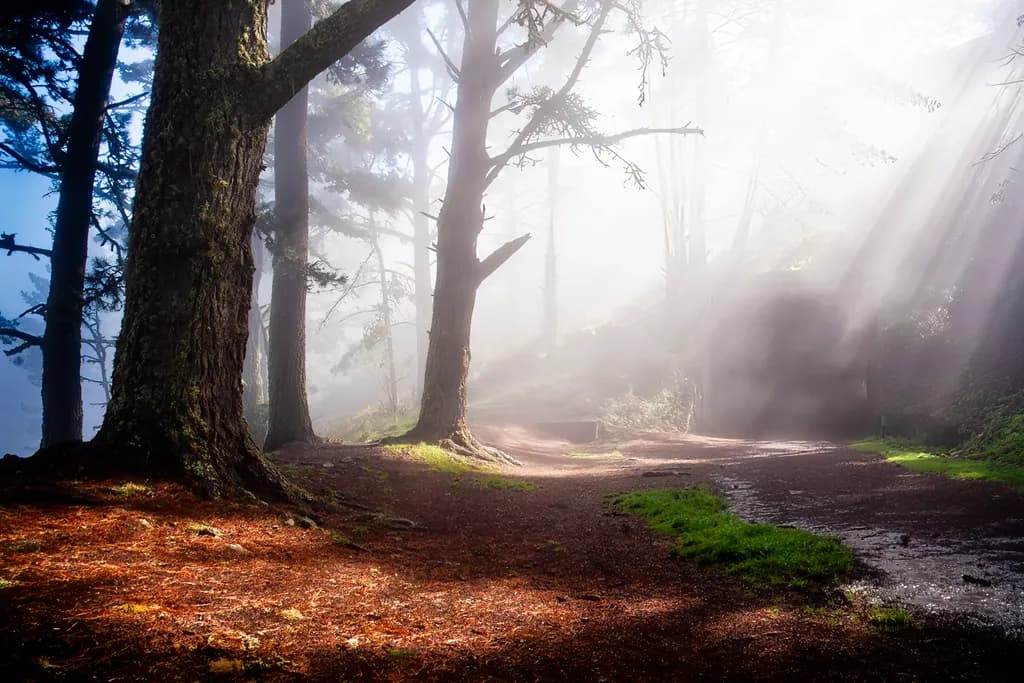 Misty Forest Trail