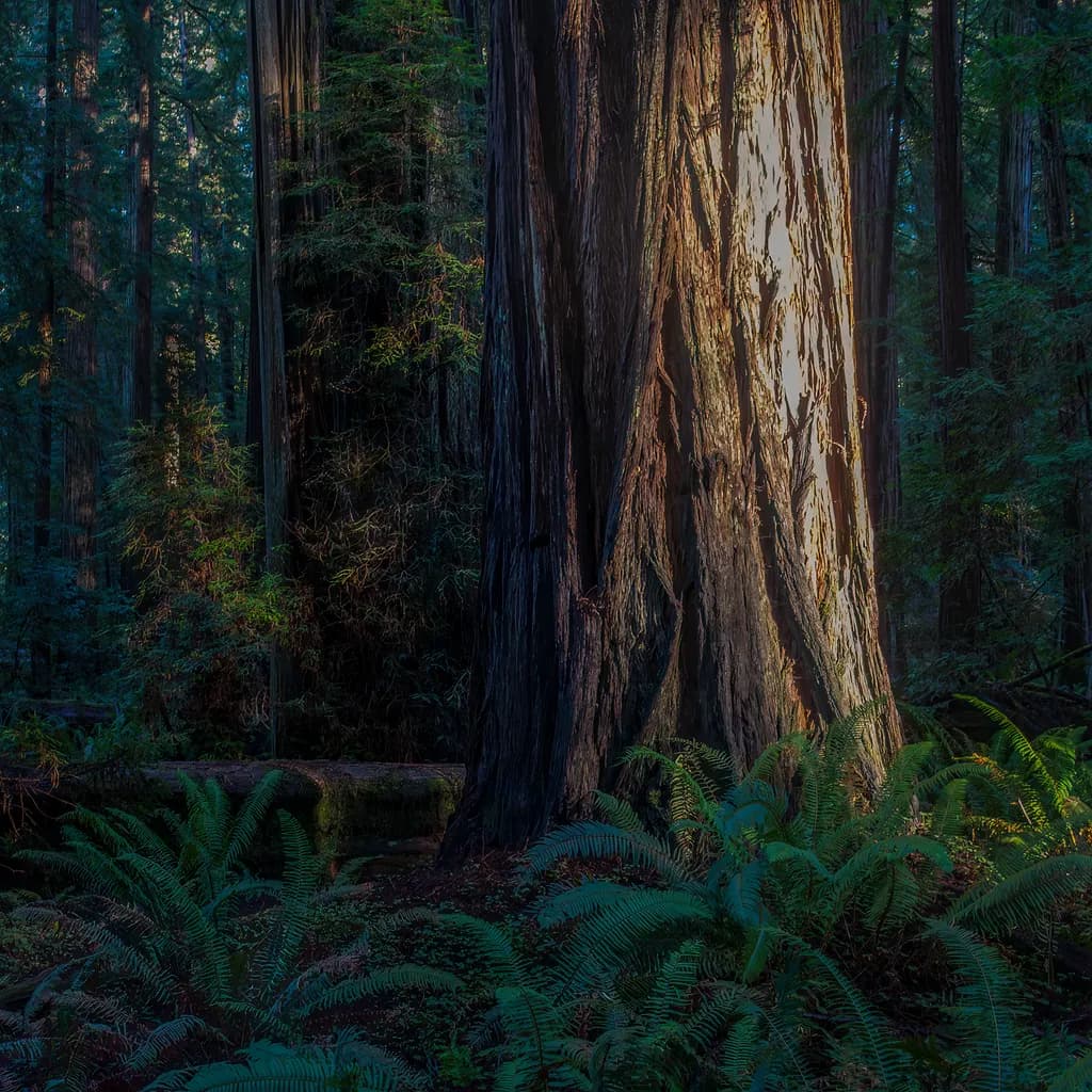 Giant Redwood Majesty