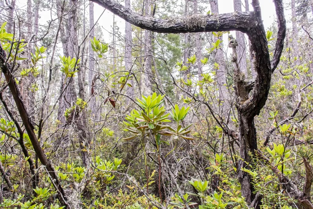 Twisted Forest