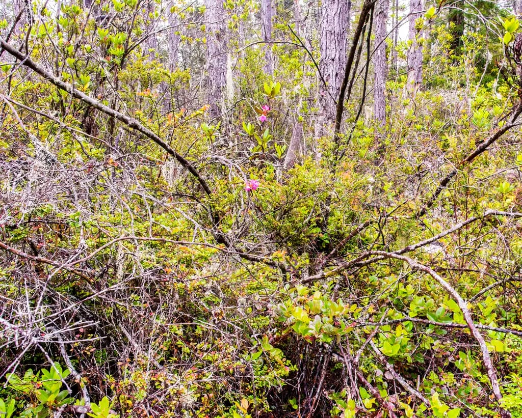 Dense Forest Tangle