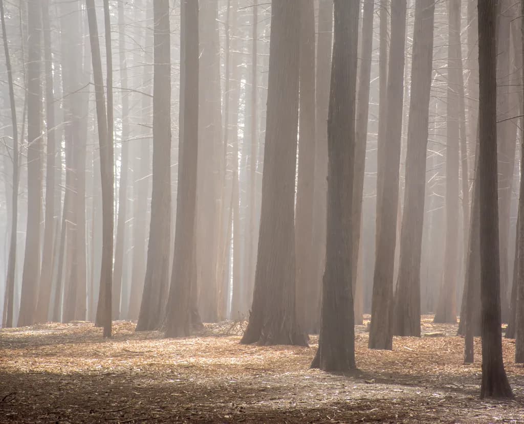 Silent Grove
