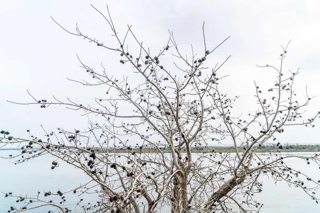 Barren Branches