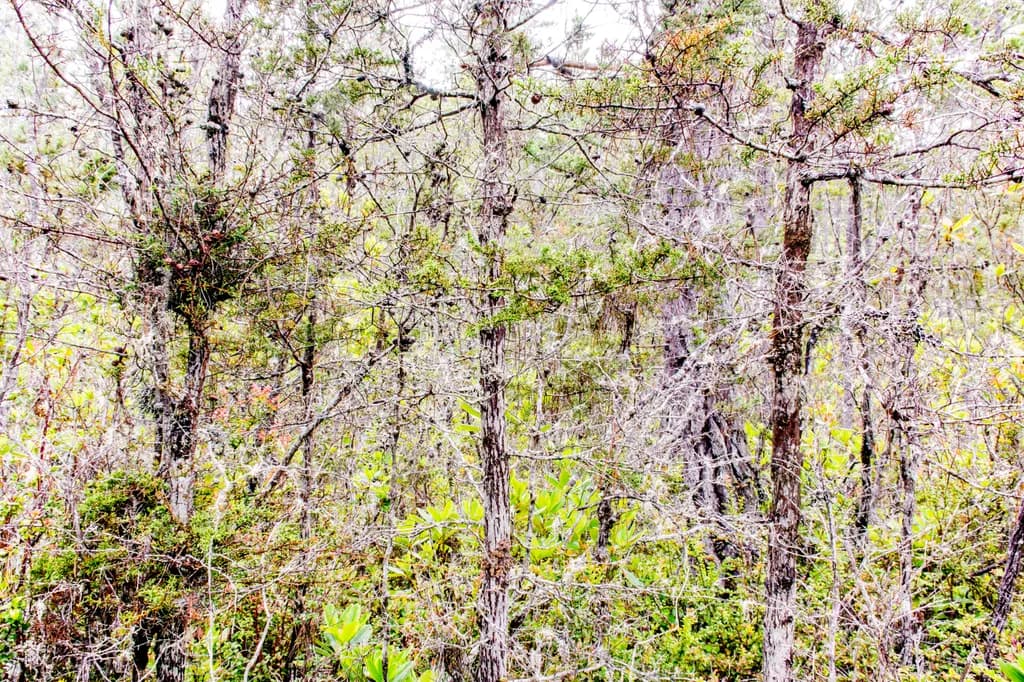 Trees 10