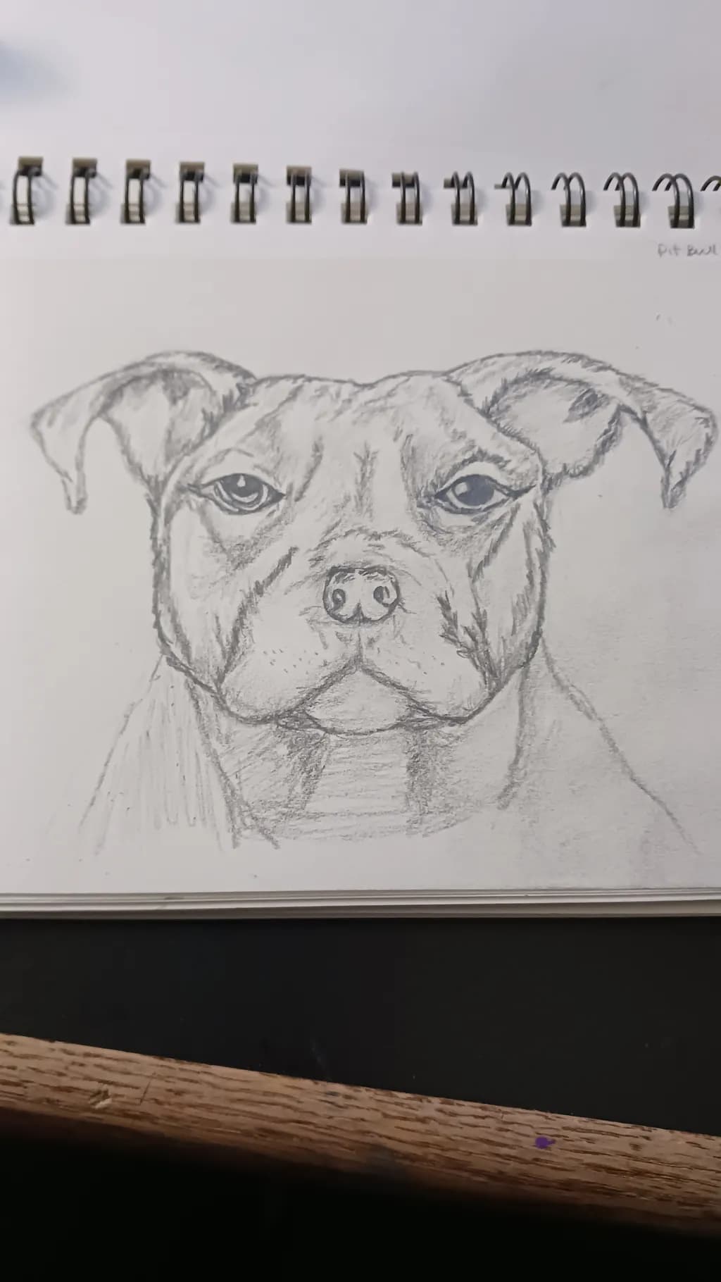 Pit Bull Portrait
