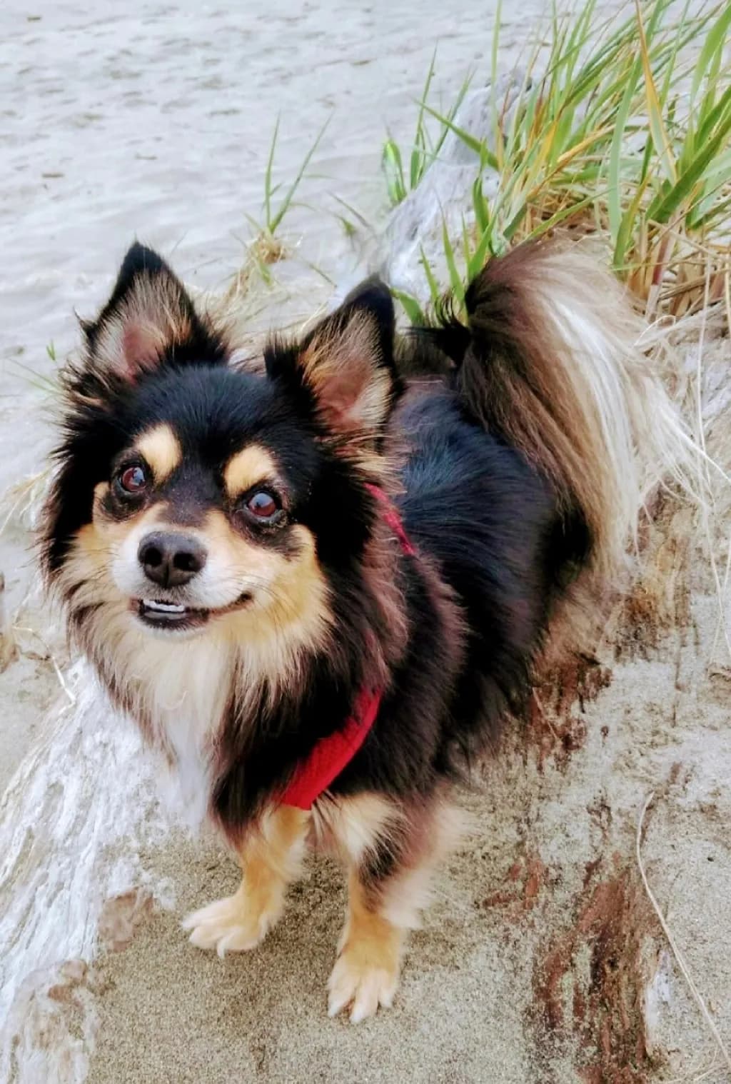 Sandy Paws