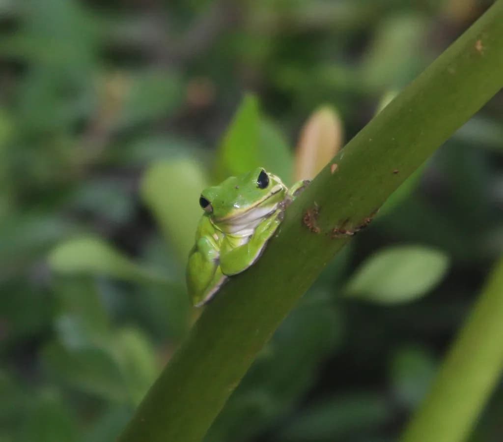 Perched Green Frog