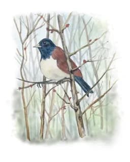 Forest Perch