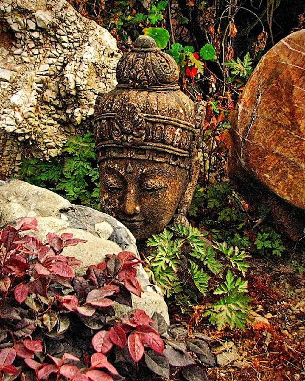 Buddha Head Garden