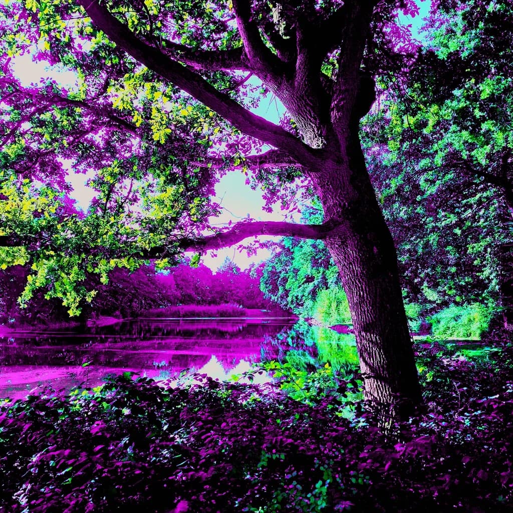 An Oak in Violet
