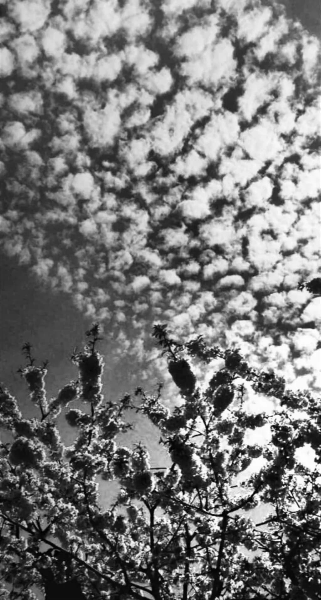 Cloudburst Bloom