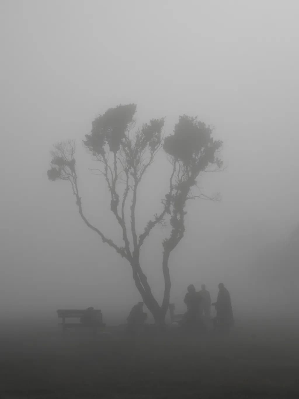 Fogbound Gathering