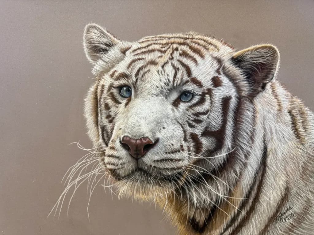 White Tiger Gaze